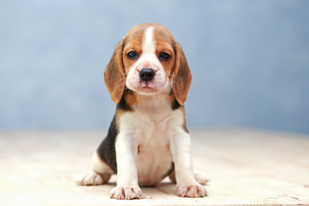 Are Beagles good family dogs