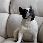 Petland-Puppies-Blog-1