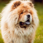 The Chow Chow dog breed looks like a lion as it stands on green grass.
