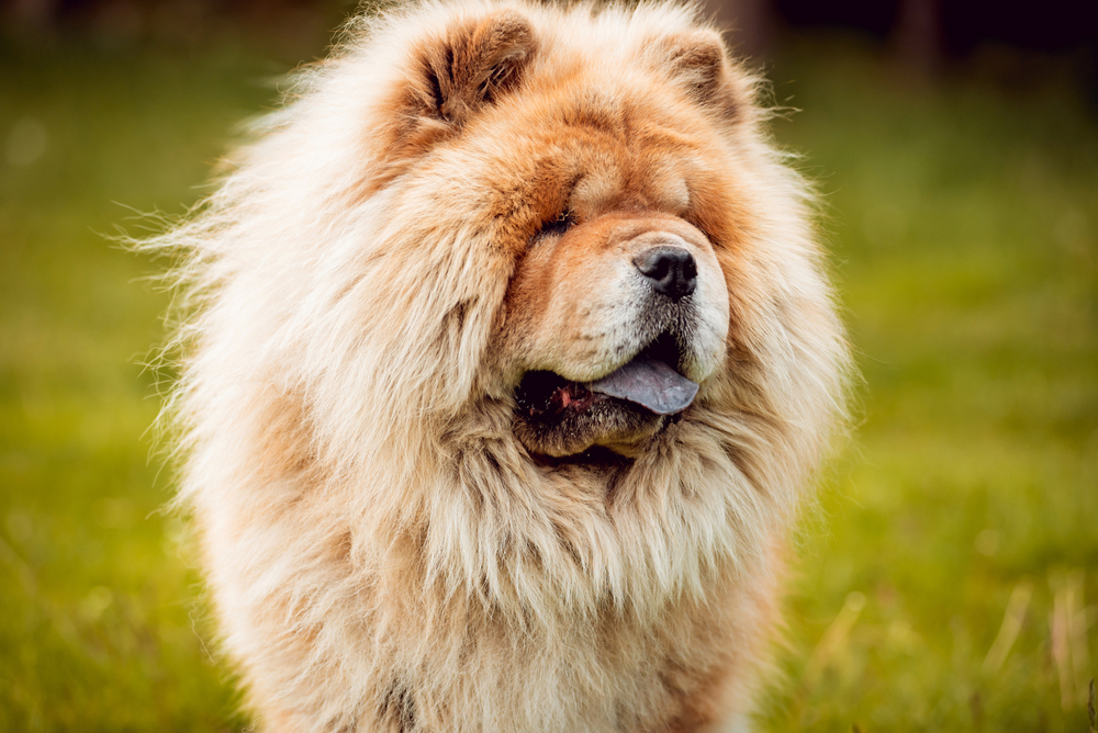 The Chow Chow dog breed looks like a lion as it stands on green grass.