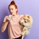 Red headed woman sneezes while holding a purebred Pomeranian dog breed.