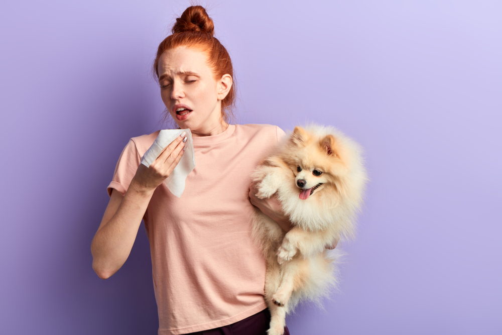Red headed woman sneezes while holding a purebred Pomeranian dog breed.