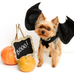 A cute Yorkshire Terrier wearing bat wings is ready for Halloween!