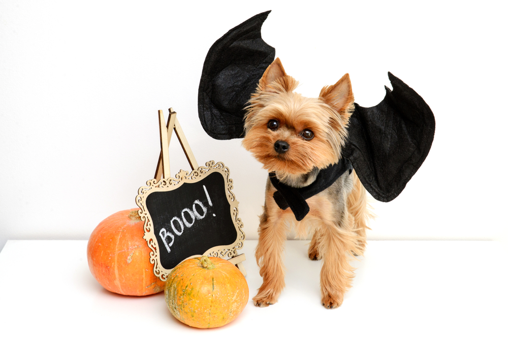 A cute Yorkshire Terrier wearing bat wings is ready for Halloween!