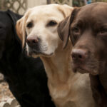 A black Lab, yellow Lab, and chocolate Lab stand in a row to showcase the purebred Labrador Retriever dog breed.
