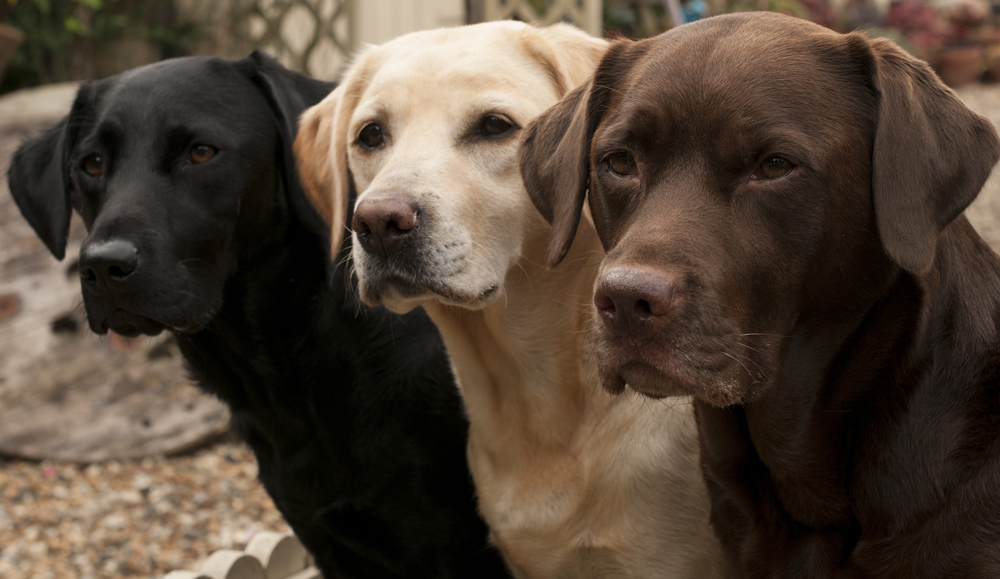 A black Lab, yellow Lab, and chocolate Lab stand in a row to showcase the purebred Labrador Retriever dog breed.