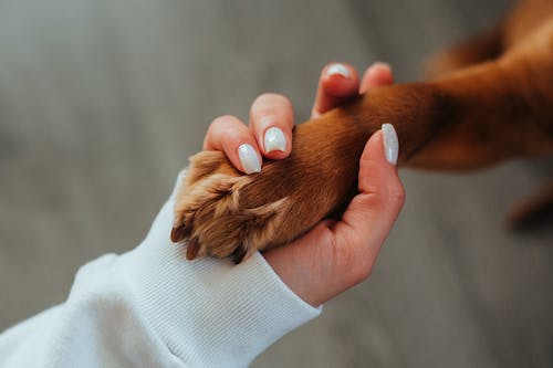 How-To-Treat-a-Dogs-Bleeding-Nail-Bed-1