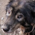 The-Longest-Living-Breeds-of-Dog-1