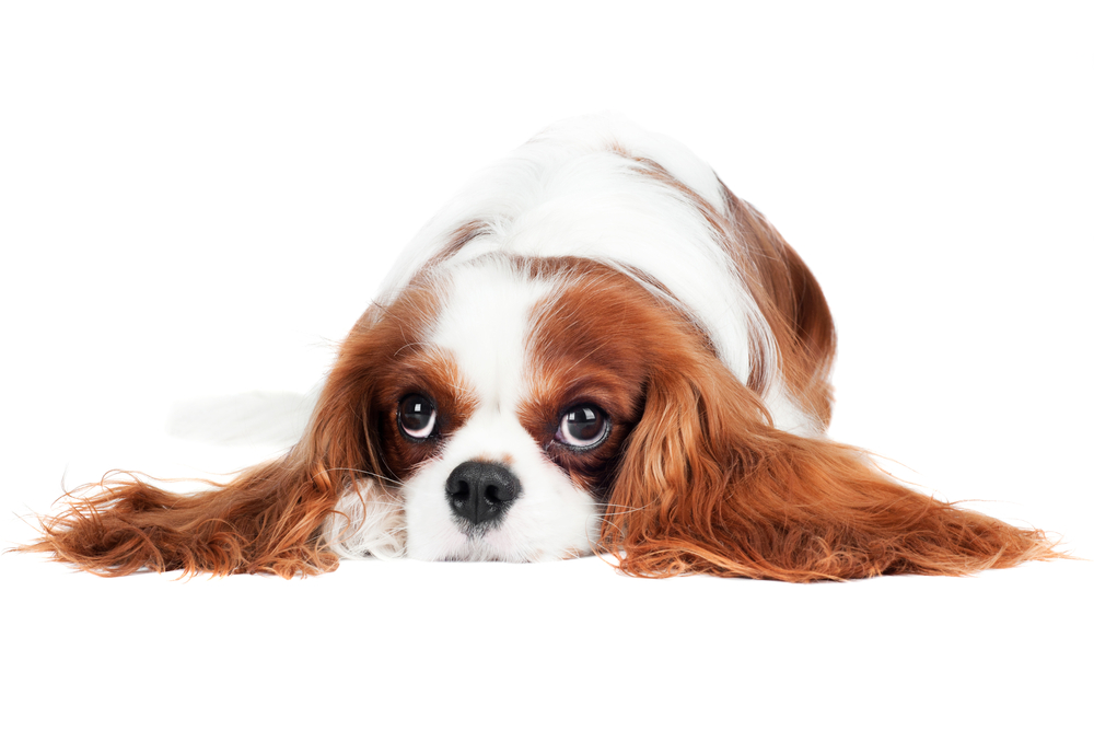 A beautiful, elegant Cavalier King Charles Spaniel lies down, its huge lovable eyes looking up, while its soft fluffy long ears drape across the floor.