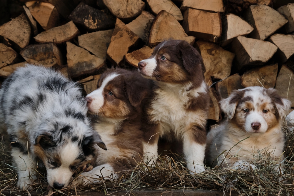 Four fluffy purebred Australian Shepherd puppies for sale in Florida at Petland sit in front of a wall of chopped wood this Thanksgiving.