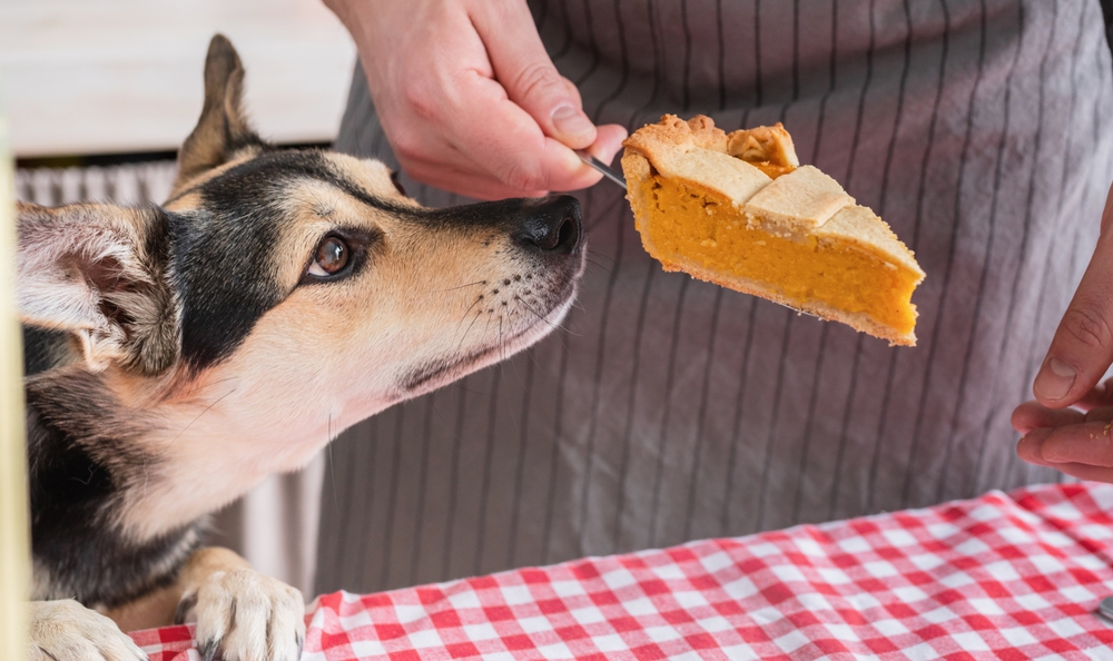 A nosy dog sniffs a slice of pumpkin pie on Thanksgiving day as an example of foods dogs and puppies should not be fed during the holidays.
