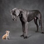 A giant gray Great Dane stands next to a Chihuahua to show how large this purebred dog breed is.