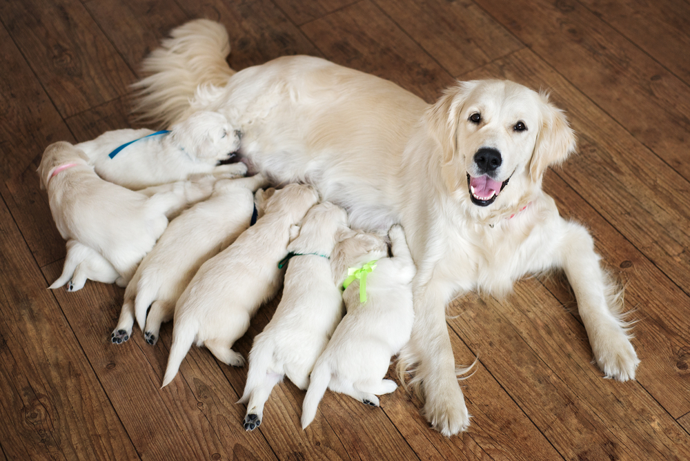 A beautiful Golden Retriever mother nurses her cute litter of purebred puppies for sale in Florida.