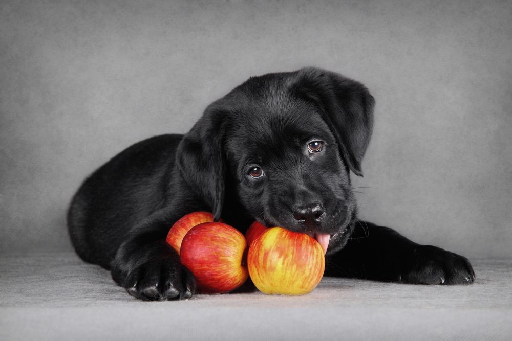 A cute black Labrador Retriever puppy munches on an apple to show that Thanksgiving Day Dog Treats for Your Puppy include healthy ingredients like apples.