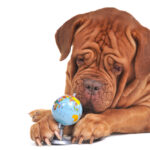 A cute Shar Pei puppy looks at a tiny globe between his big paws.