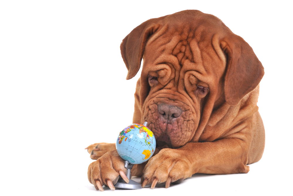 A cute Shar Pei puppy looks at a tiny globe between his big paws.