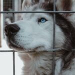 dog-training-benefits-1