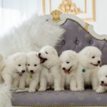 A row of white, fluffy Samoyed puppies sit on a couch inside.