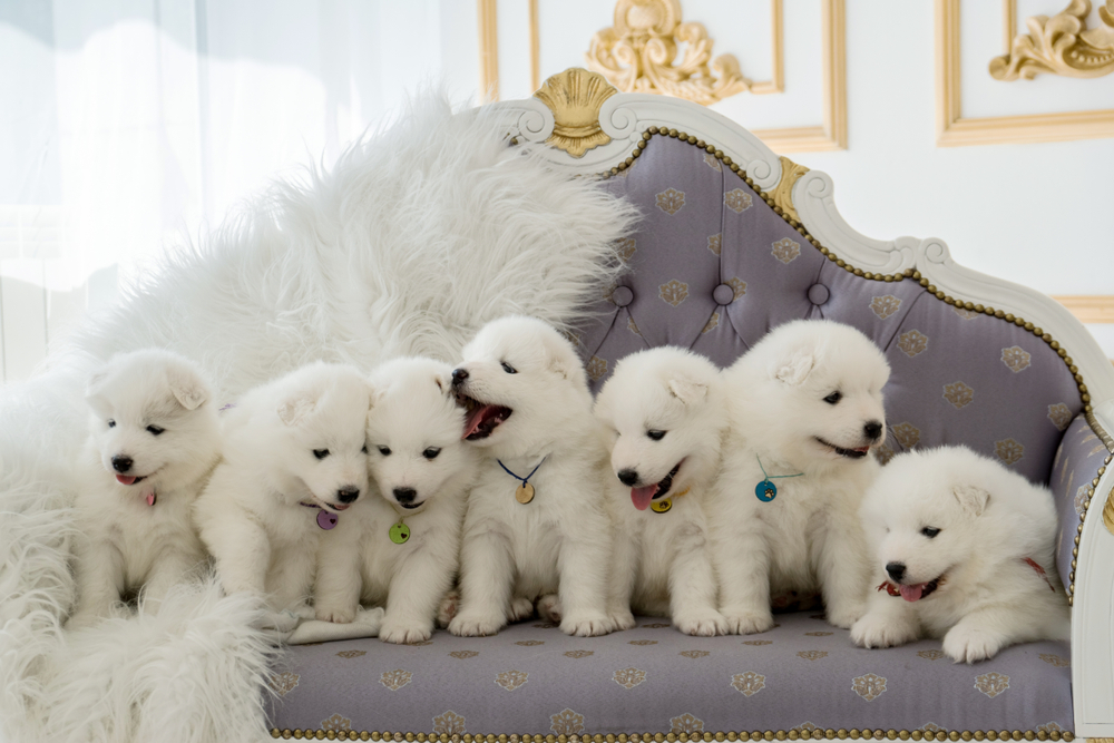 A row of white, fluffy Samoyed puppies sit on a couch inside.