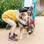 What-are-service-dog