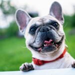 French-bulldog-Diet-Tips-scaled-1