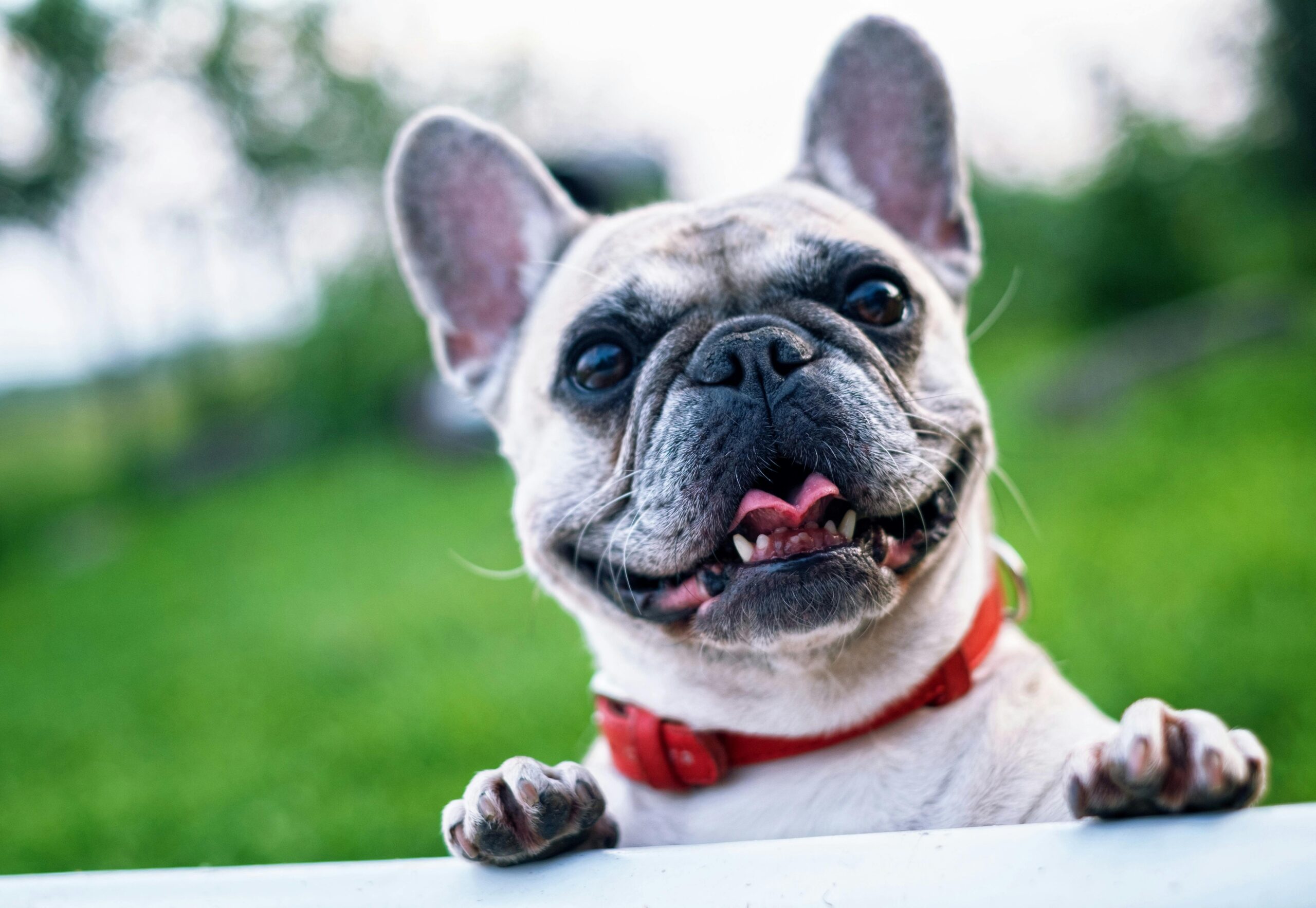 French-bulldog-Diet-Tips-scaled-1-2