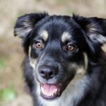 Miniature-American-Shepherd-Facts-You-May-Not-Know-scaled-1-2