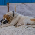 signs-of-anxiety-in-dogs-and-puppies