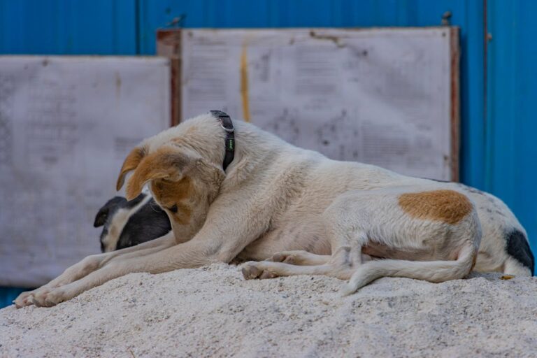 Picture of Signs of Anxiety in Dogs and Puppies | Petland Pembroke Pines