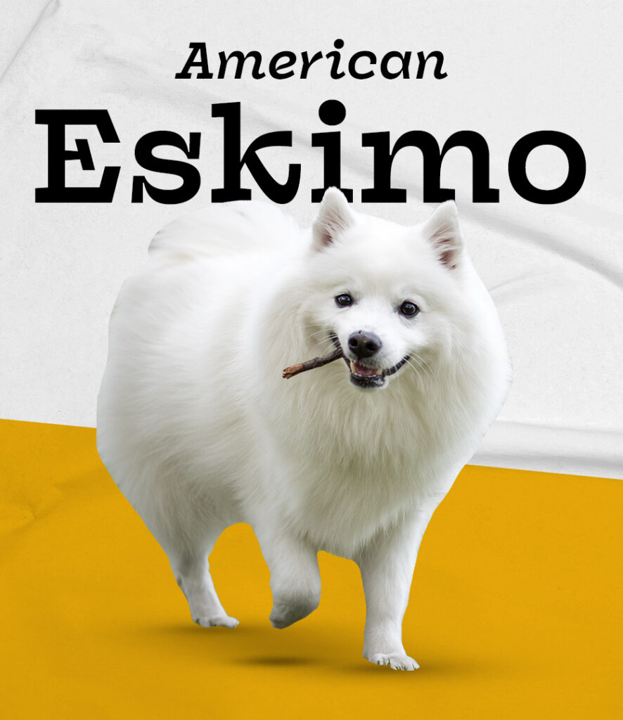 American Eskimo
