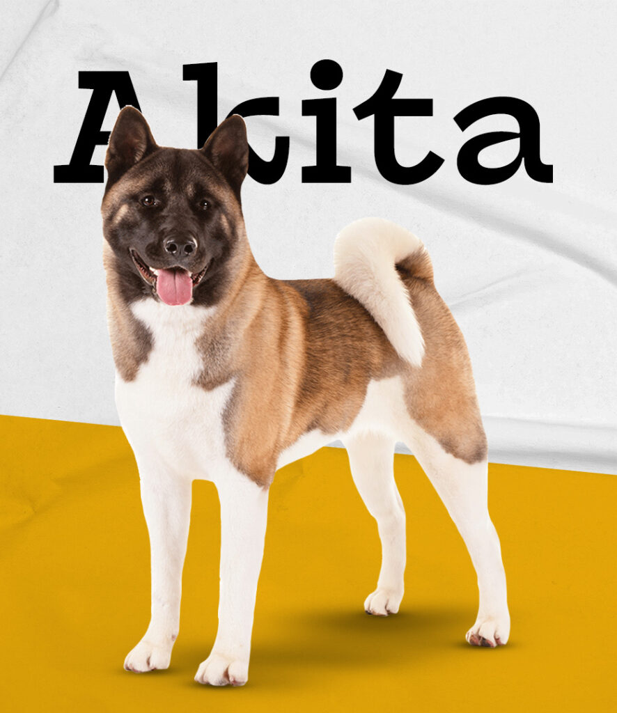 Akita