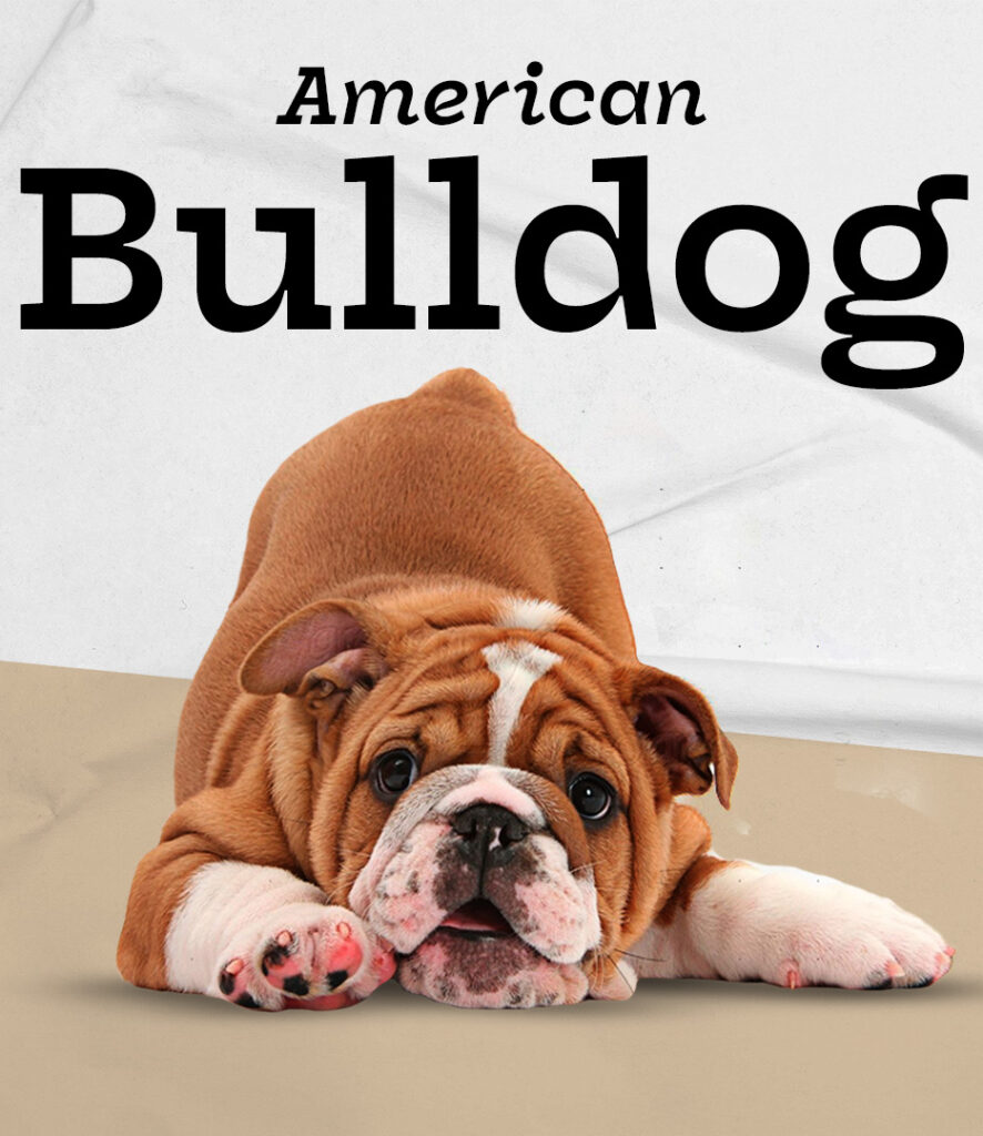 American Bulldog