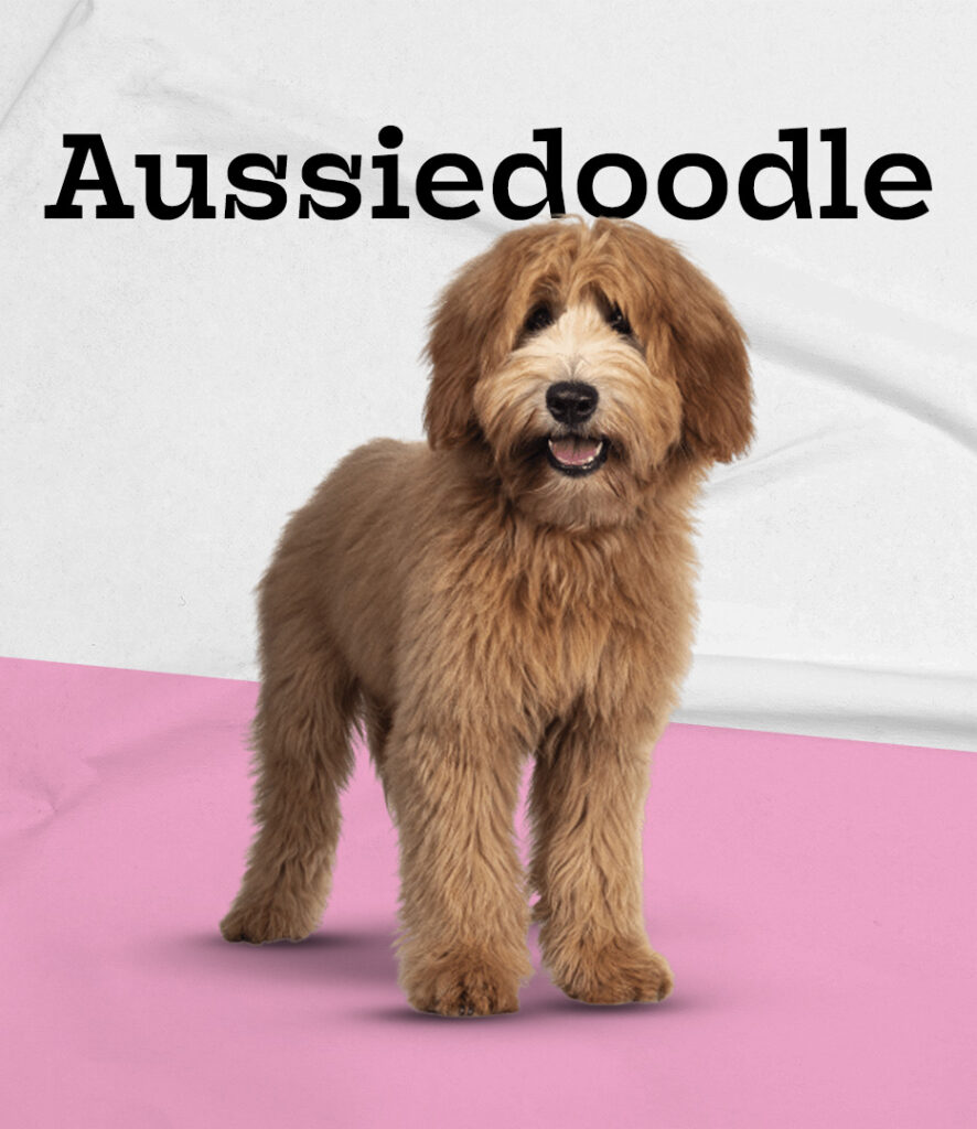 Aussiedoodle