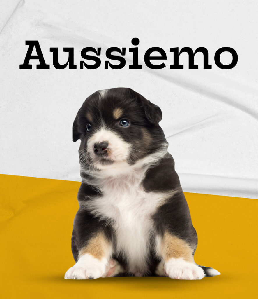 Aussiemo