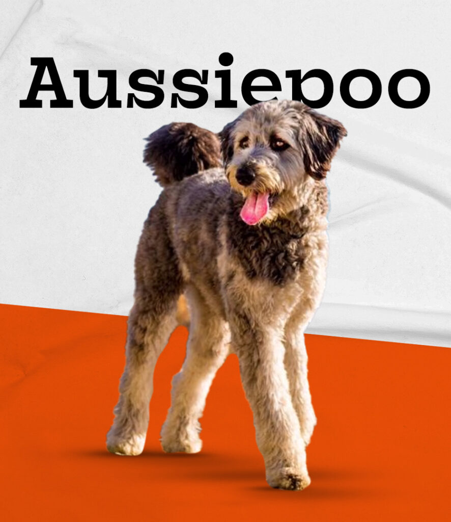 Aussie Poo