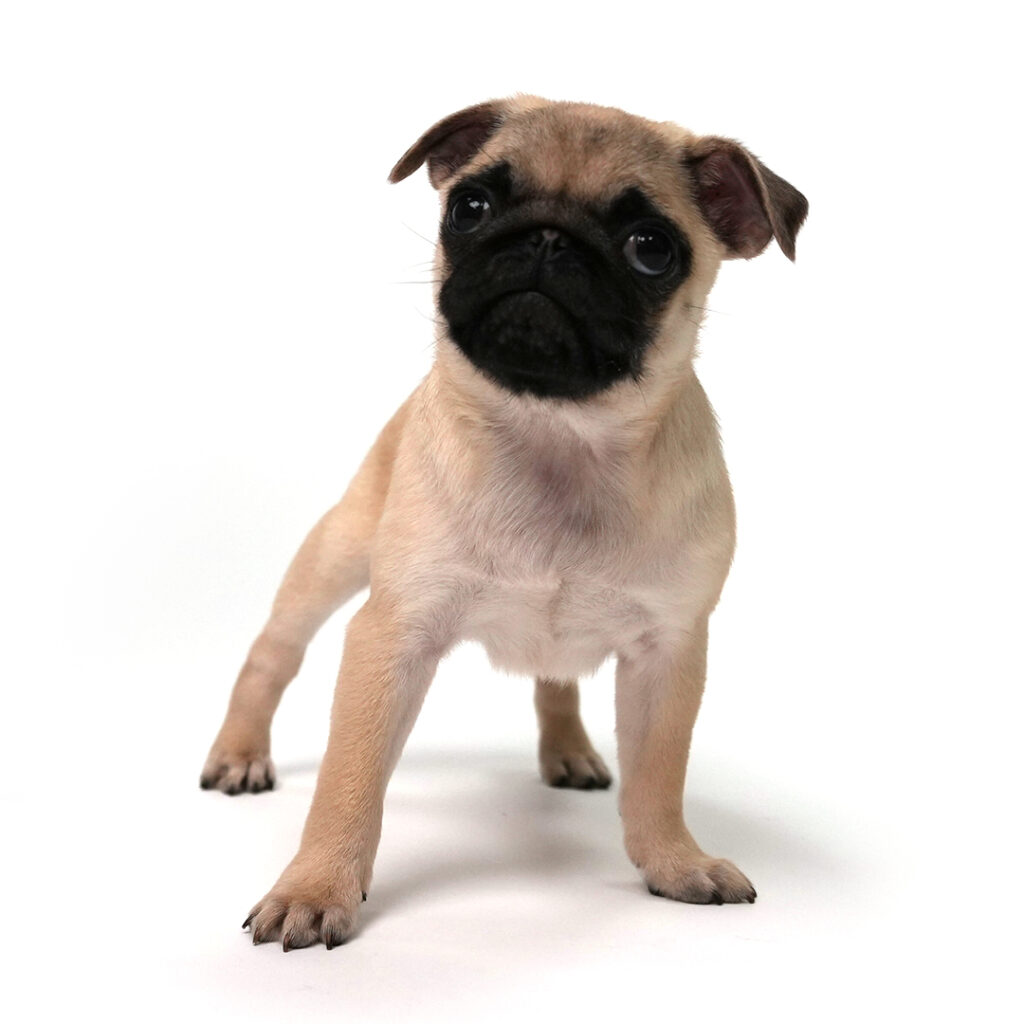 Mars the Pug puppy in pembroke pines