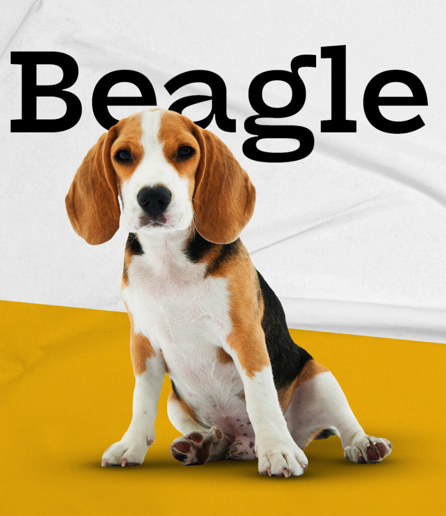 Beagle