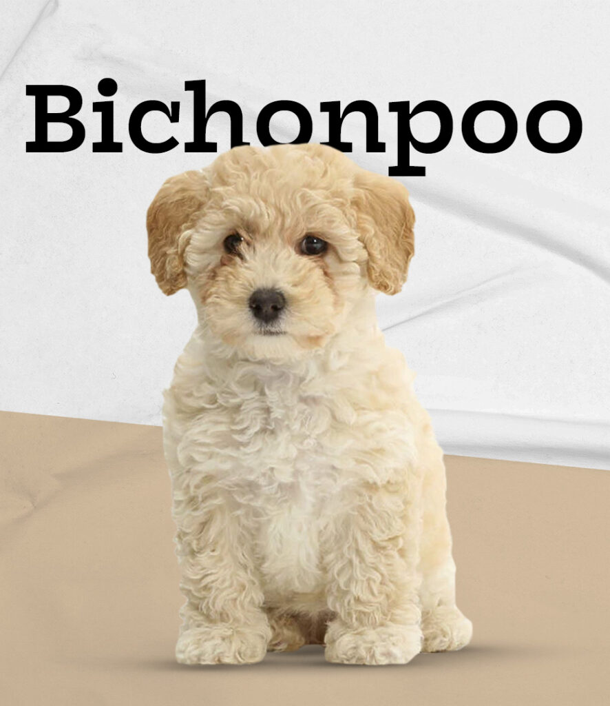 Bichon Poo