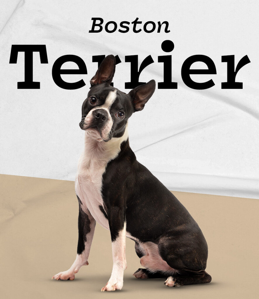 Boston Terrier