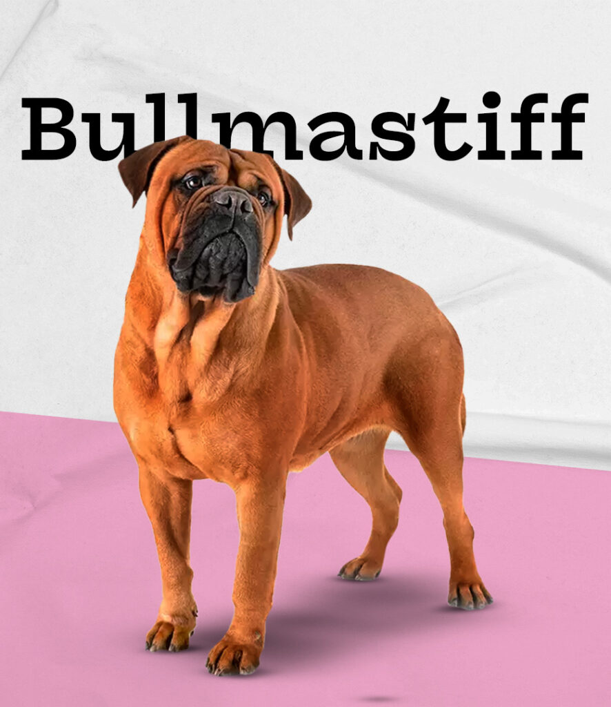 Bullmastiff
