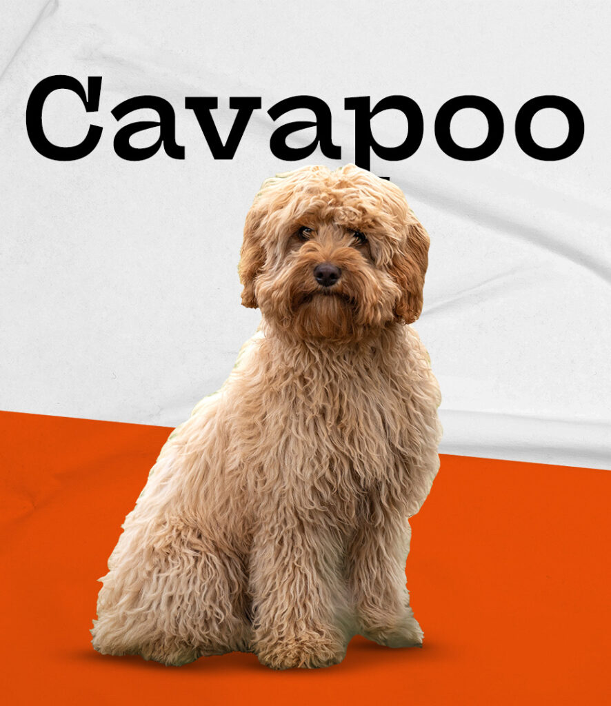 Cavapoo
