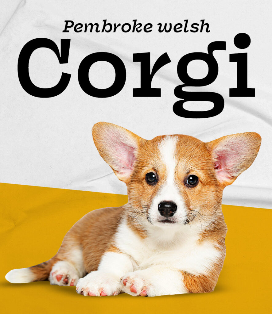 Pembroke Welsh Corgi