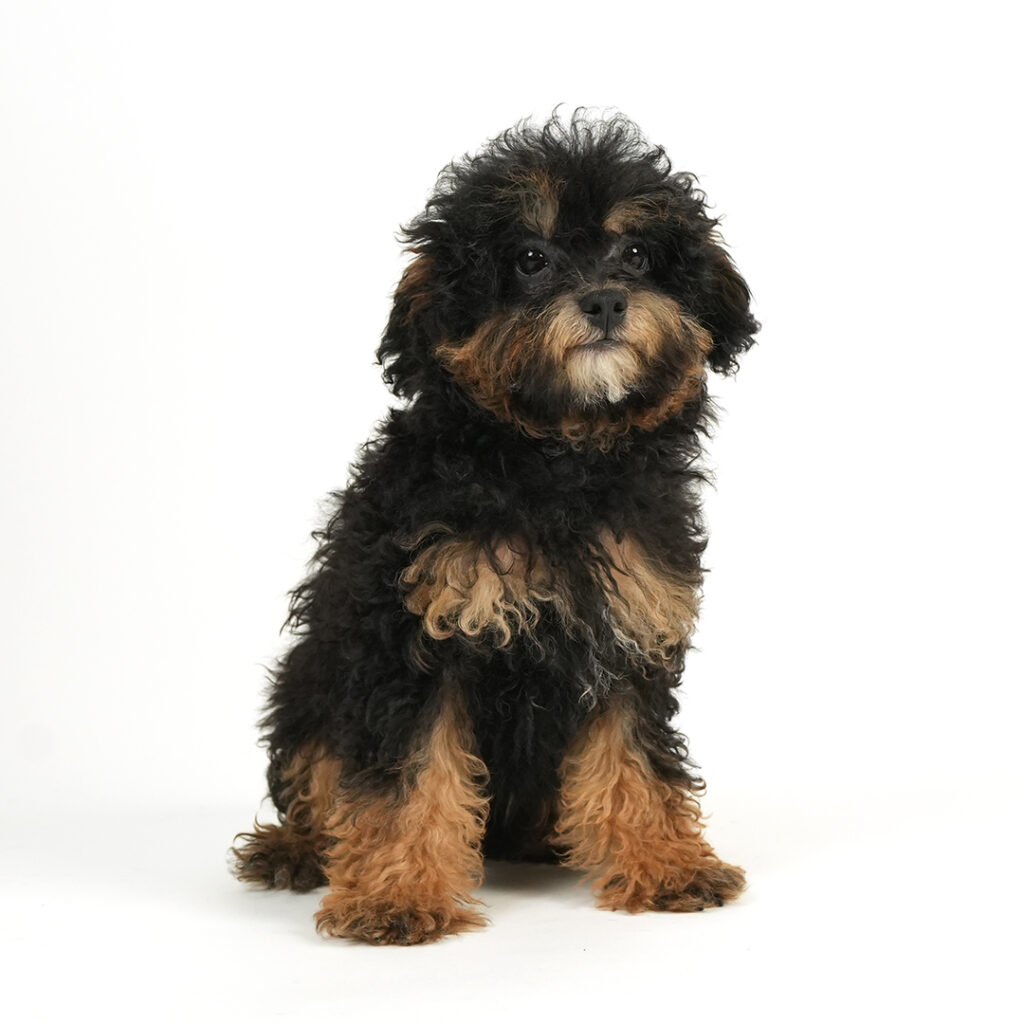 Yorkiepoo in Pembroke Pines