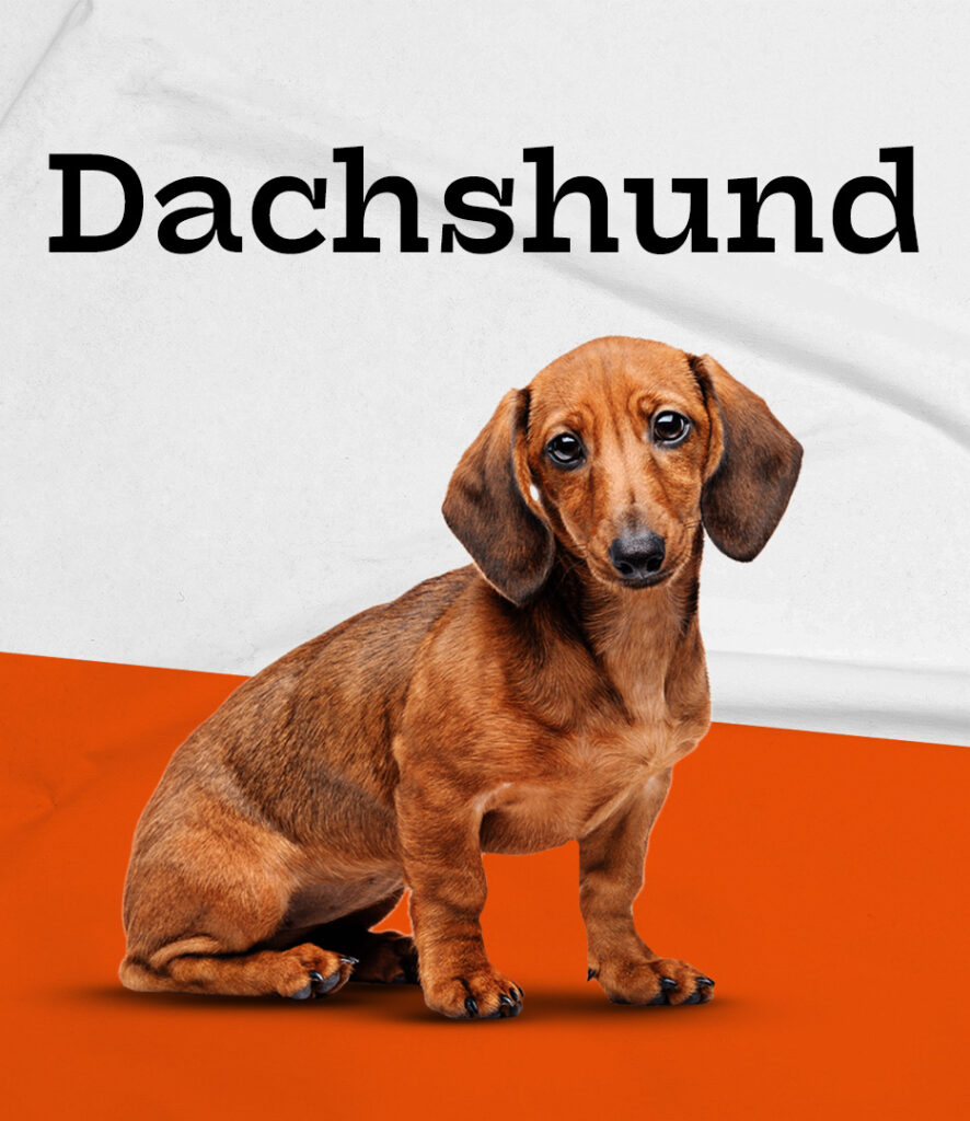 Dachshund