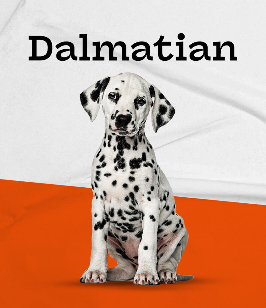 Dalmatian in Pembroke Pines