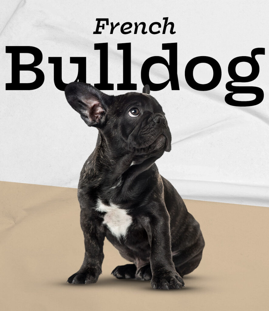French Bulldog in Pembroke