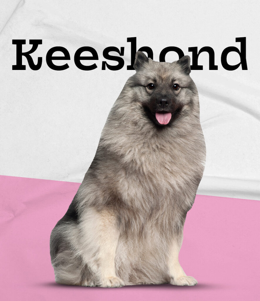 Keeshond