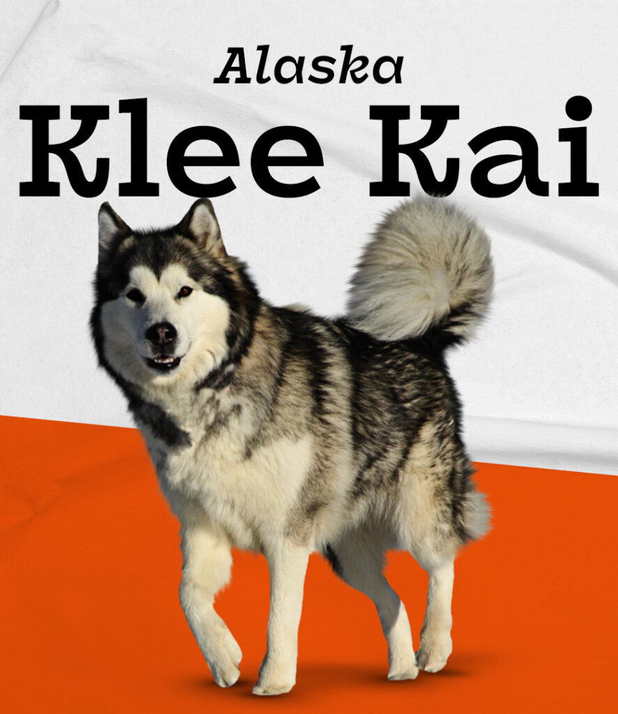 Alaskan Klee Kai