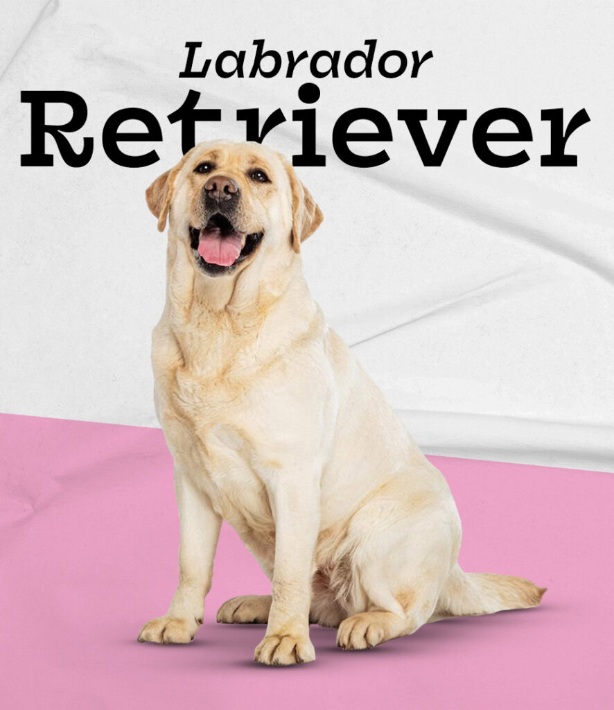 Labrador Retriever