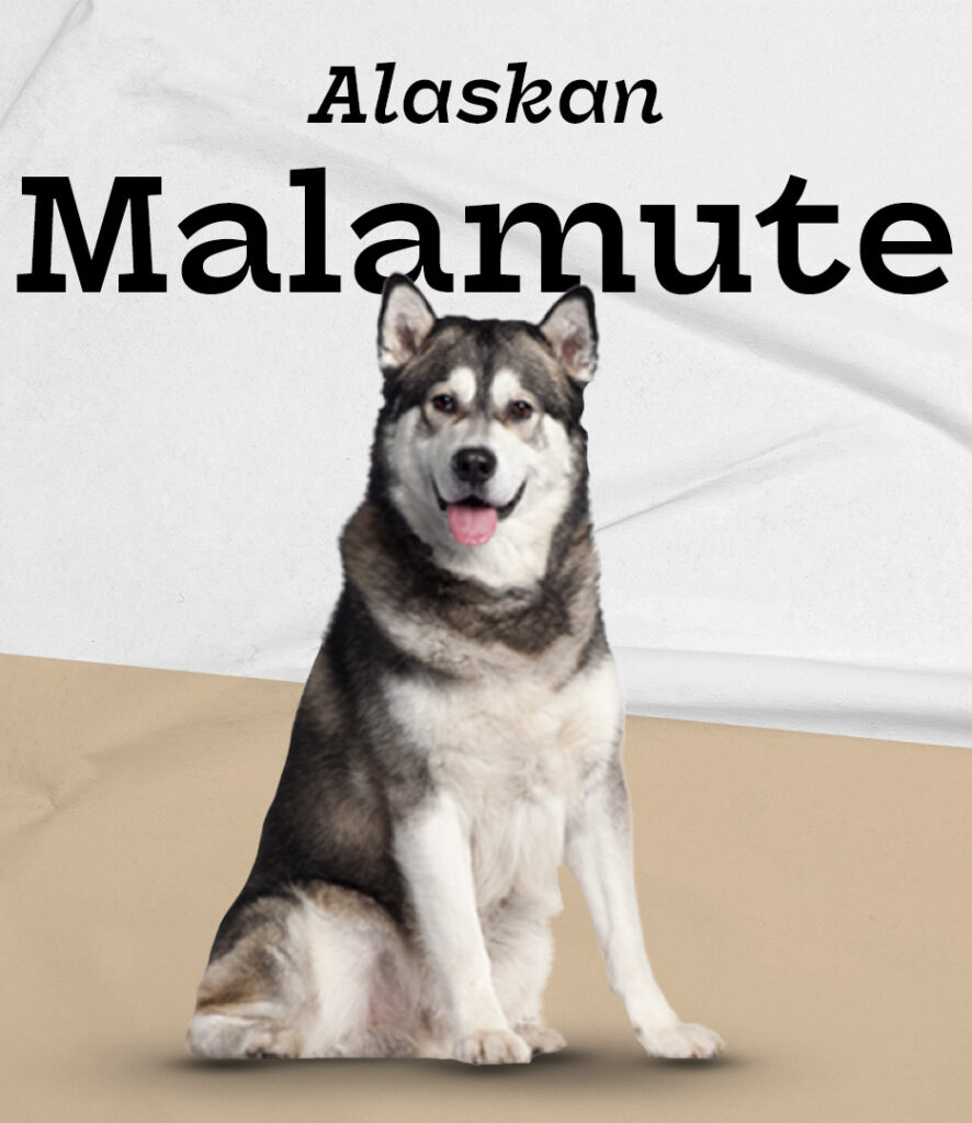 Alaskan Malamute